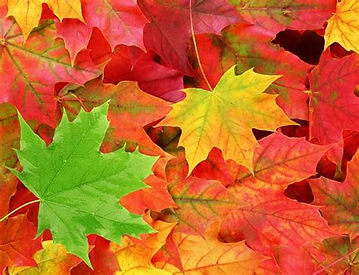 fall leaves.jpeg