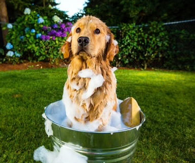 Peluquería Canina y Felina