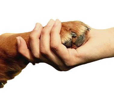 Educación Canina y Felina_edited.png