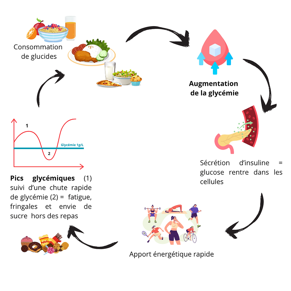 © Emilie Etienne - Rôle de l'insuline dans l'utilisation du glucose par les cellules.