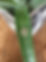 IMG_5972.jpeg