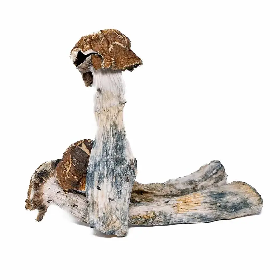 Melmac Penis Envy Shrooms - (5G)