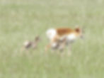 Pronghorn mother and fawns
