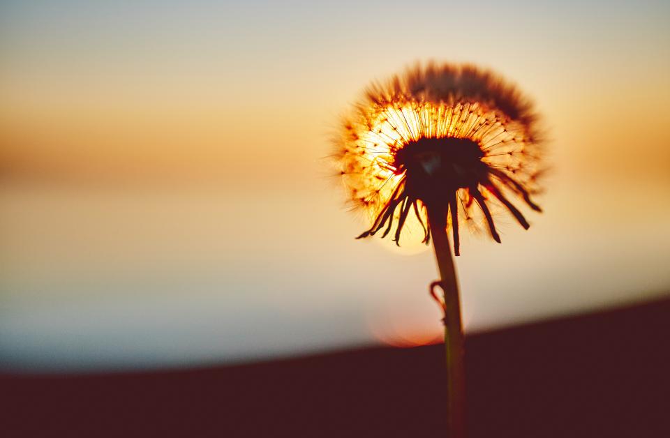 Grief Models for Counsellors: Worden, Dual Process and Continuing Bonds