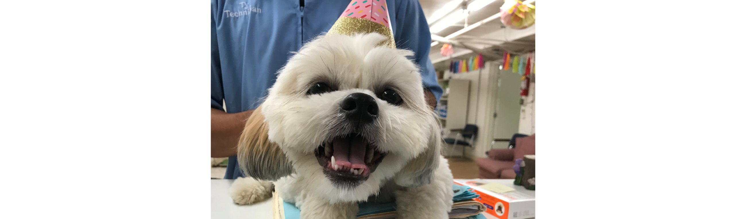 Aloha Animal Hospital Associates Veterinarians Honolulu