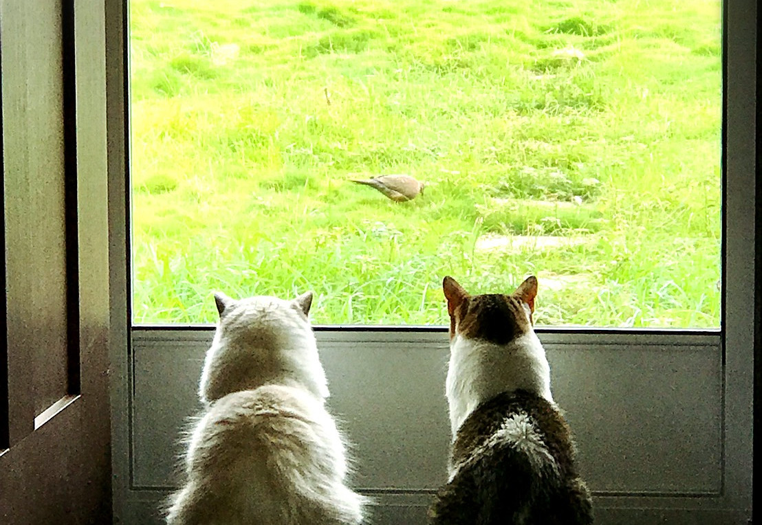 Aloha Animal Hospital Associates Veterinarians Honolulu