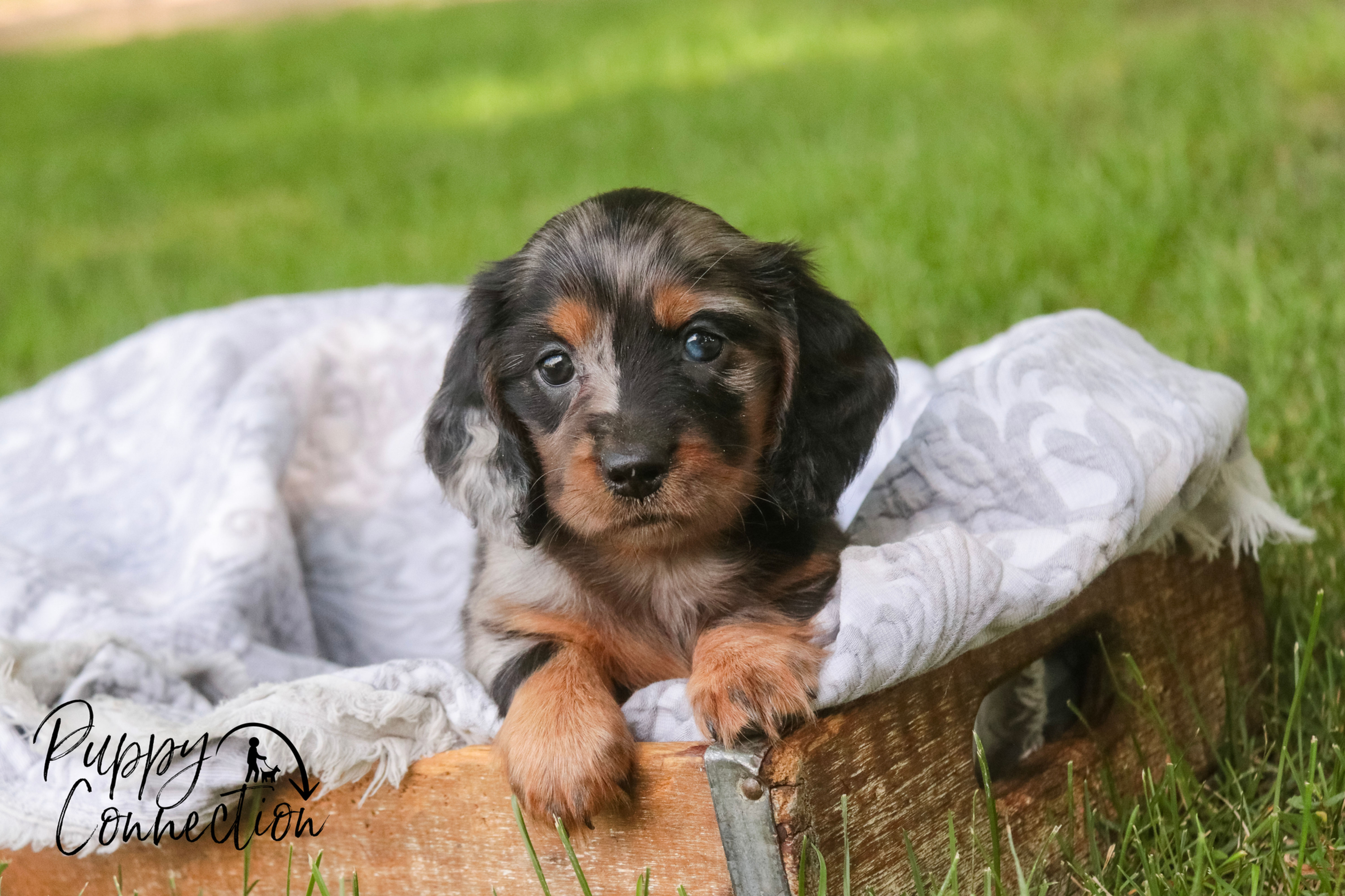 *PENDING*Avonlea - Miniature Dachshund