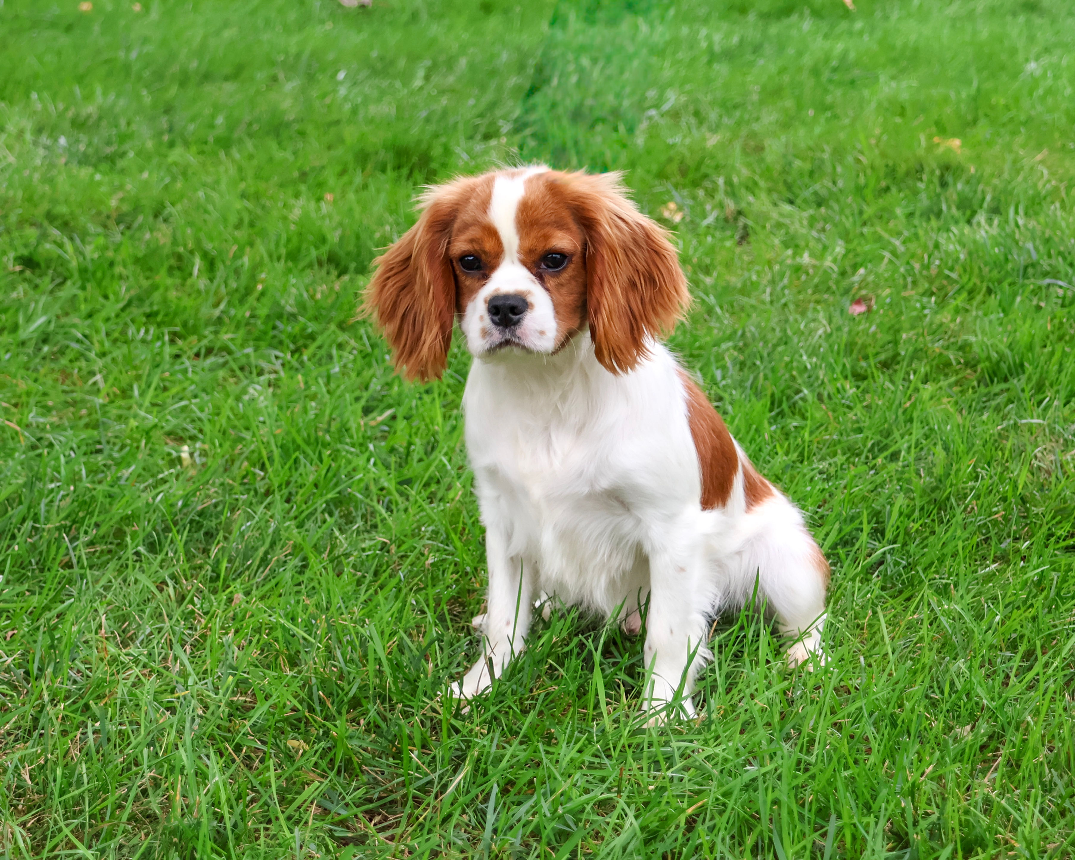Keanu - Cavalier King Charles Spaniel
