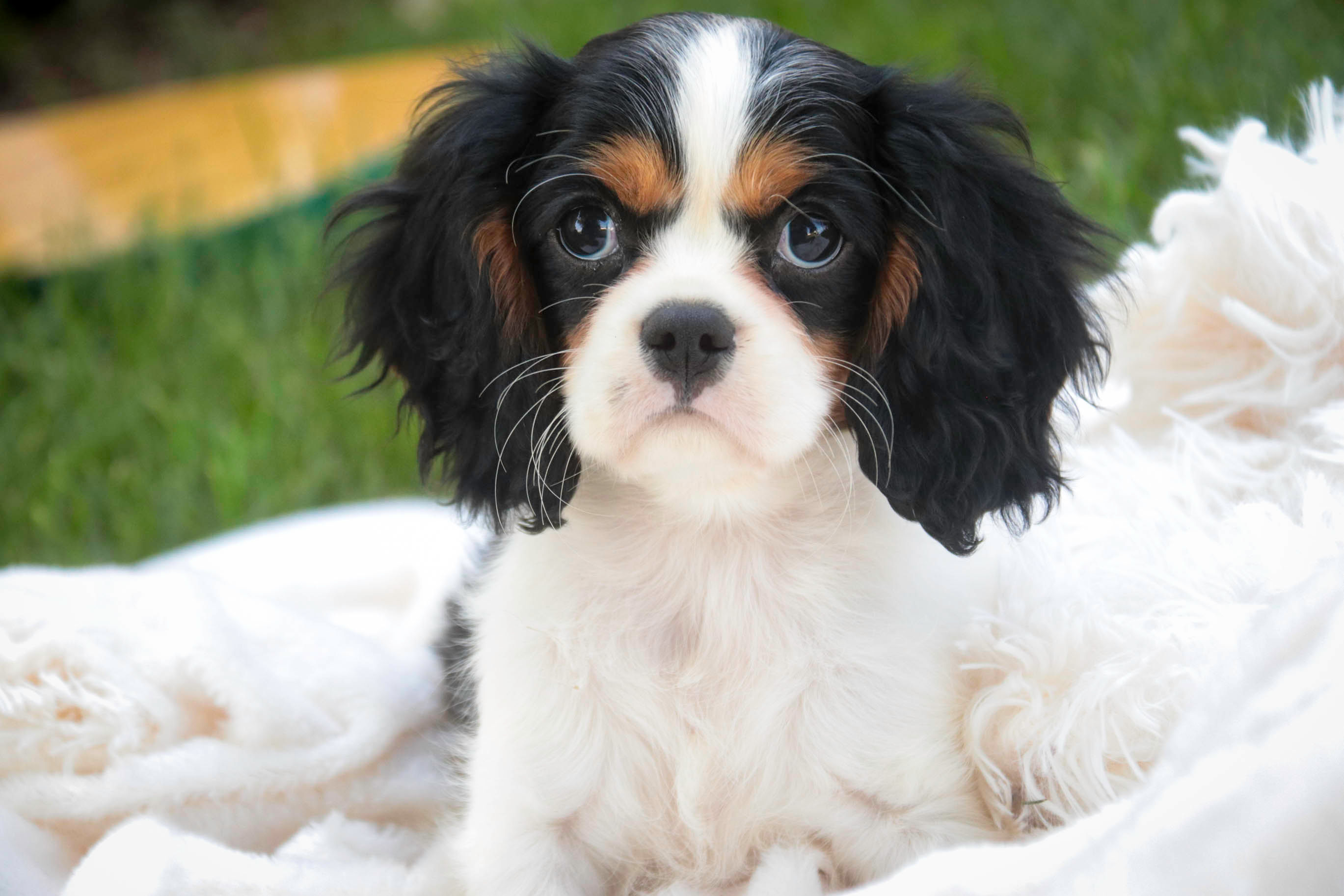 *ADOPTED*Percy- Cavalier King Charles Spaniel