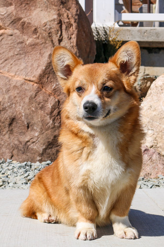 Cardigan Welsh Corgi Cross Chihuahua Corgi Chiweenie Mix Chigi