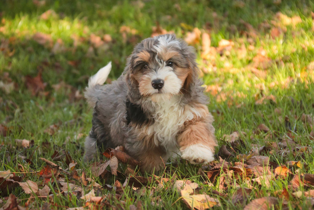 Willow - Mini Bernedoodle
