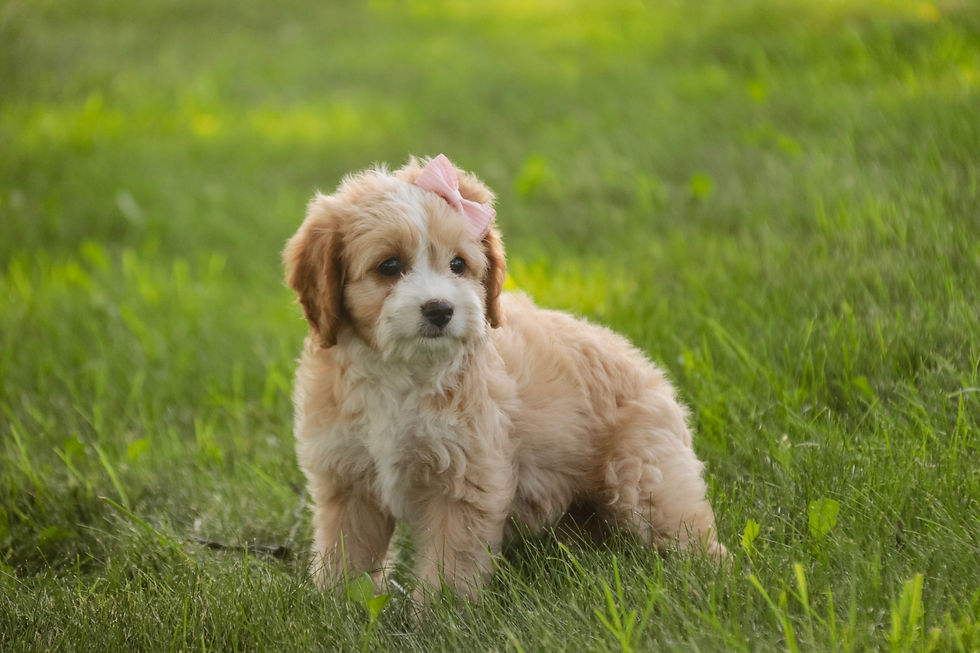 Thumbnail: Tinker Bell- Munchkin Bernedoodle