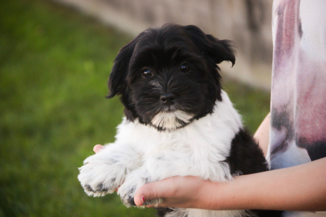 Winnie - Havanese