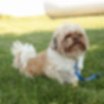 Thumbnail: Cindy - Teddy Bear (Shihchon)