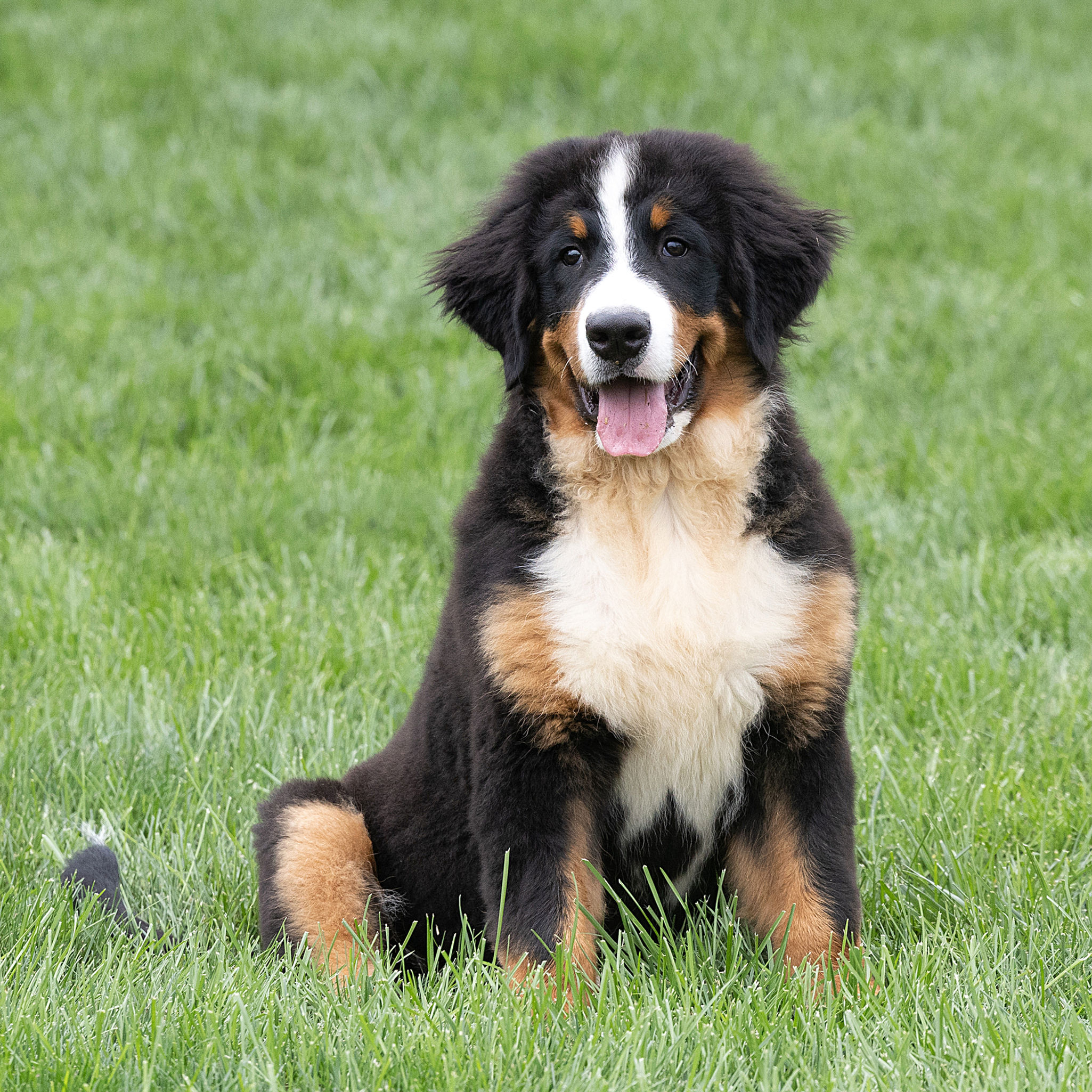 *ADOPTED* Brady - Bernese Mountain Dog