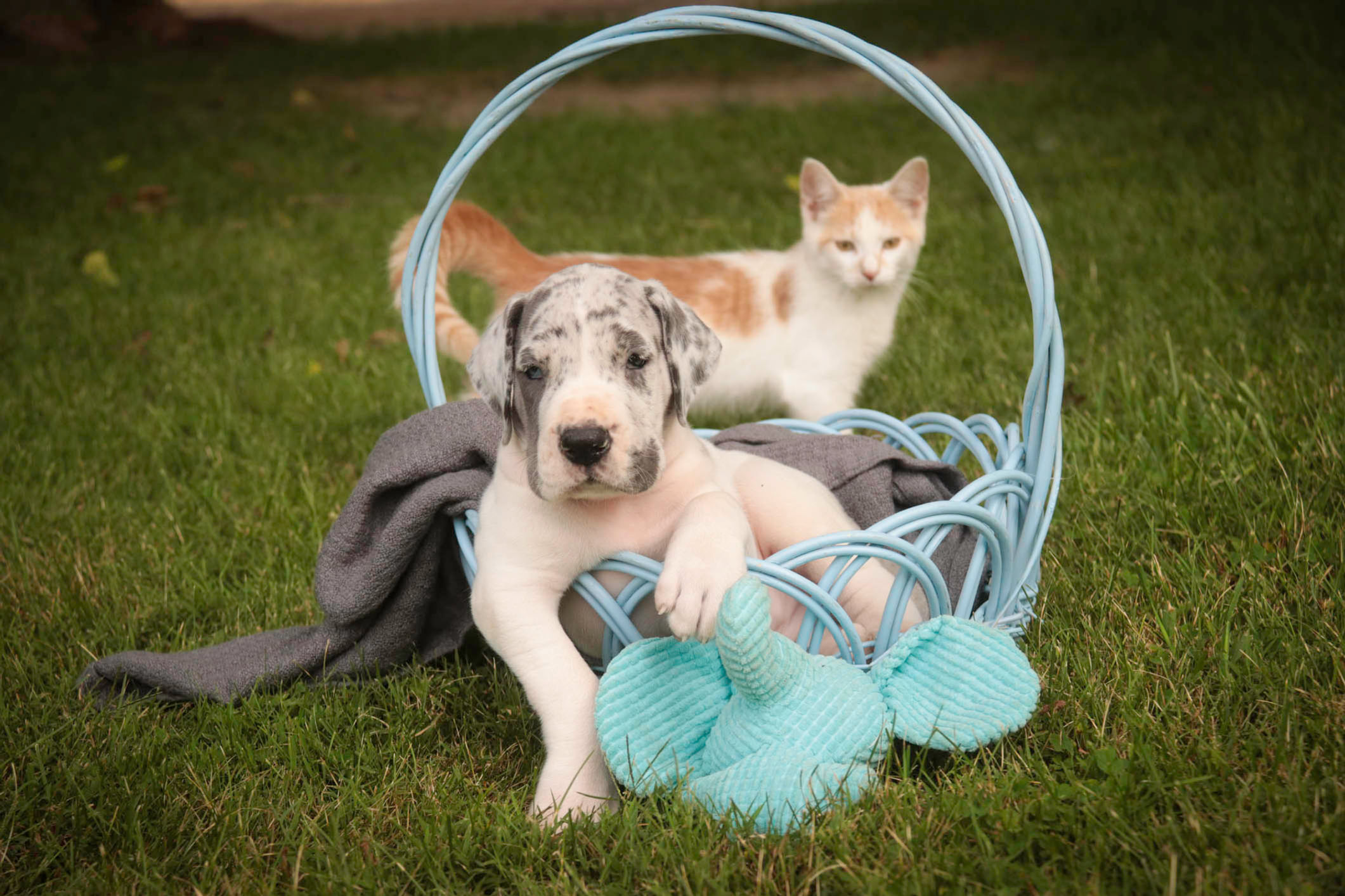 Colton - Great Dane