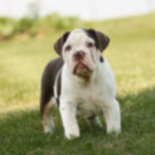 Chocolate - English Bulldog