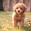 Thumbnail: *SOLD*Hazel- Miniature  Poodle
