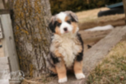 Penelope - Bernedoodle
