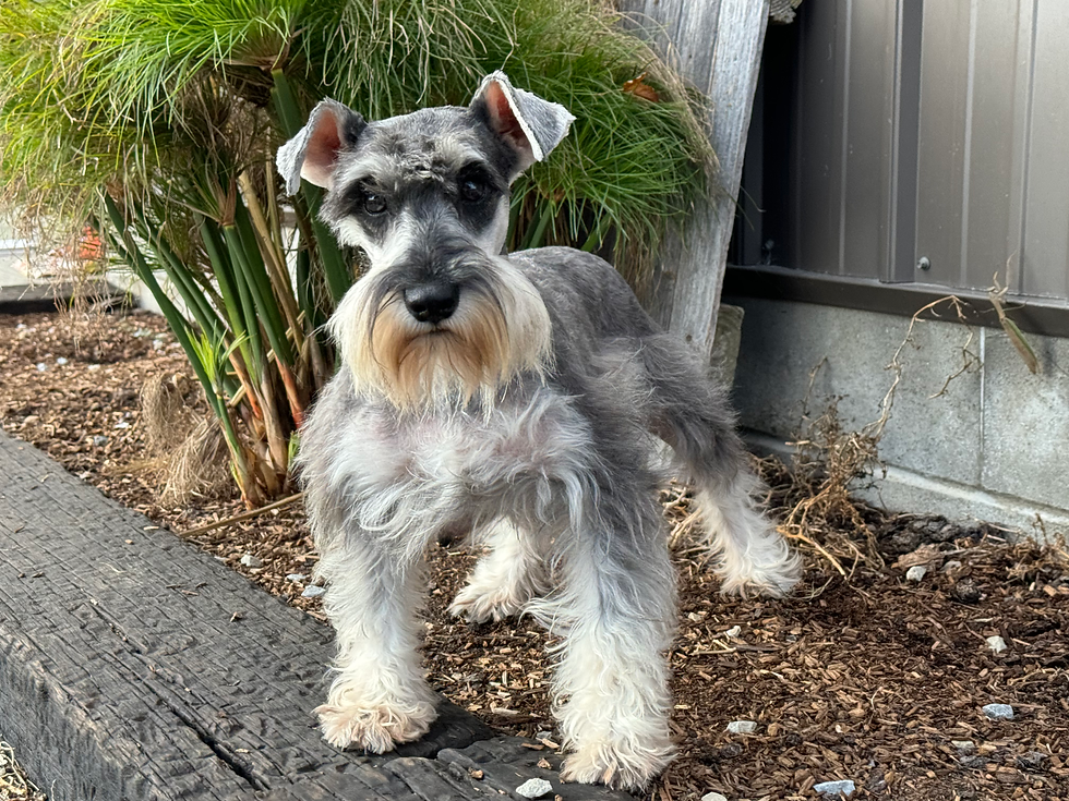 Thumbnail: Landon - Miniature Schnauzer