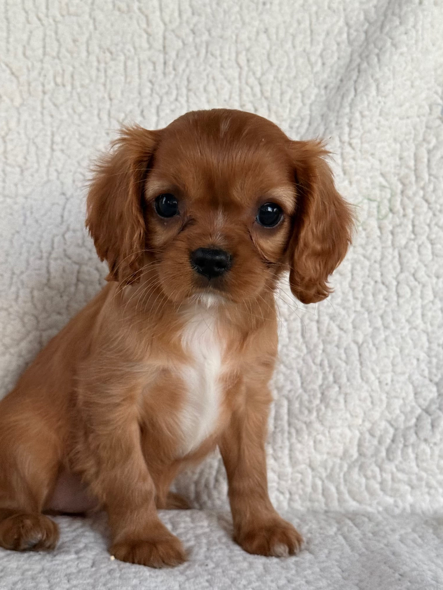 Autumn - Cavalier King Charles Spaniel