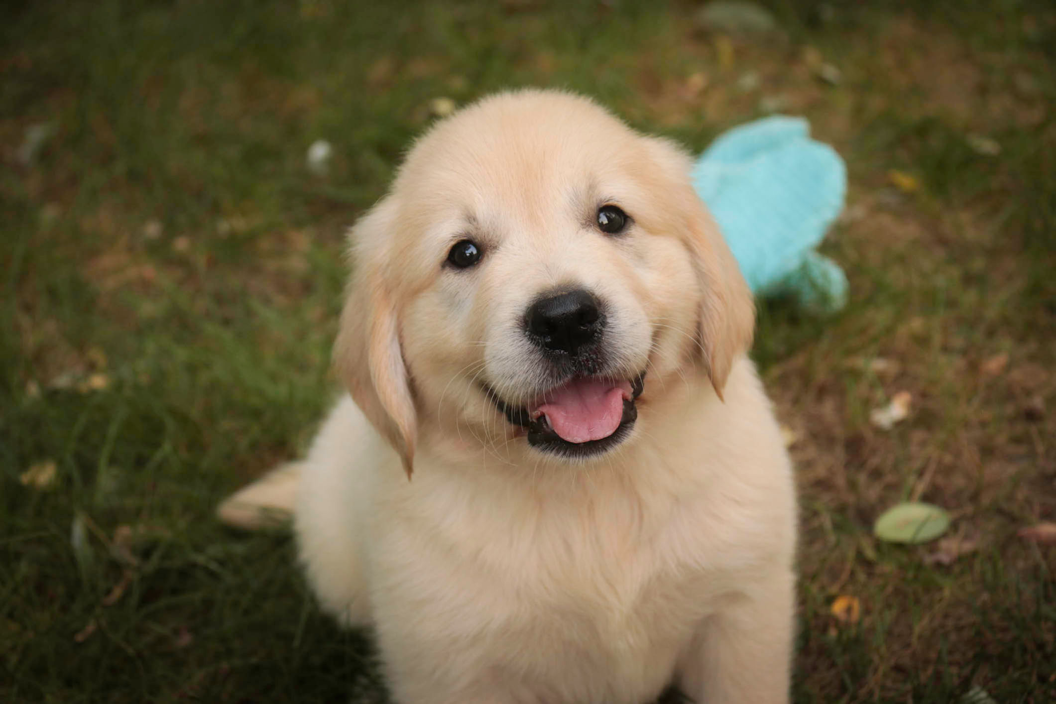 *ADOPTED*Cooper - Golden Retriever