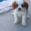 Thumbnail: Carter-Cavalier King Charles Spaniel