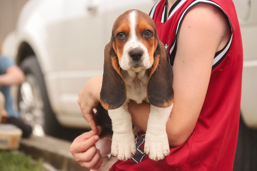 Thumbnail: Murphy-Basset Hound