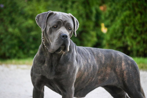 Corso Cropped Ears New Era Cane Corso Brindle Cane Italian Corso