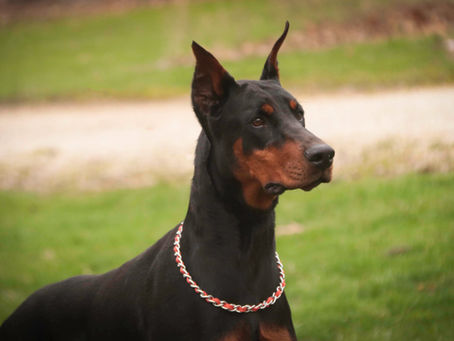 Doberman Pinscher Guide: Temperament, History, Training Tips and Family Life