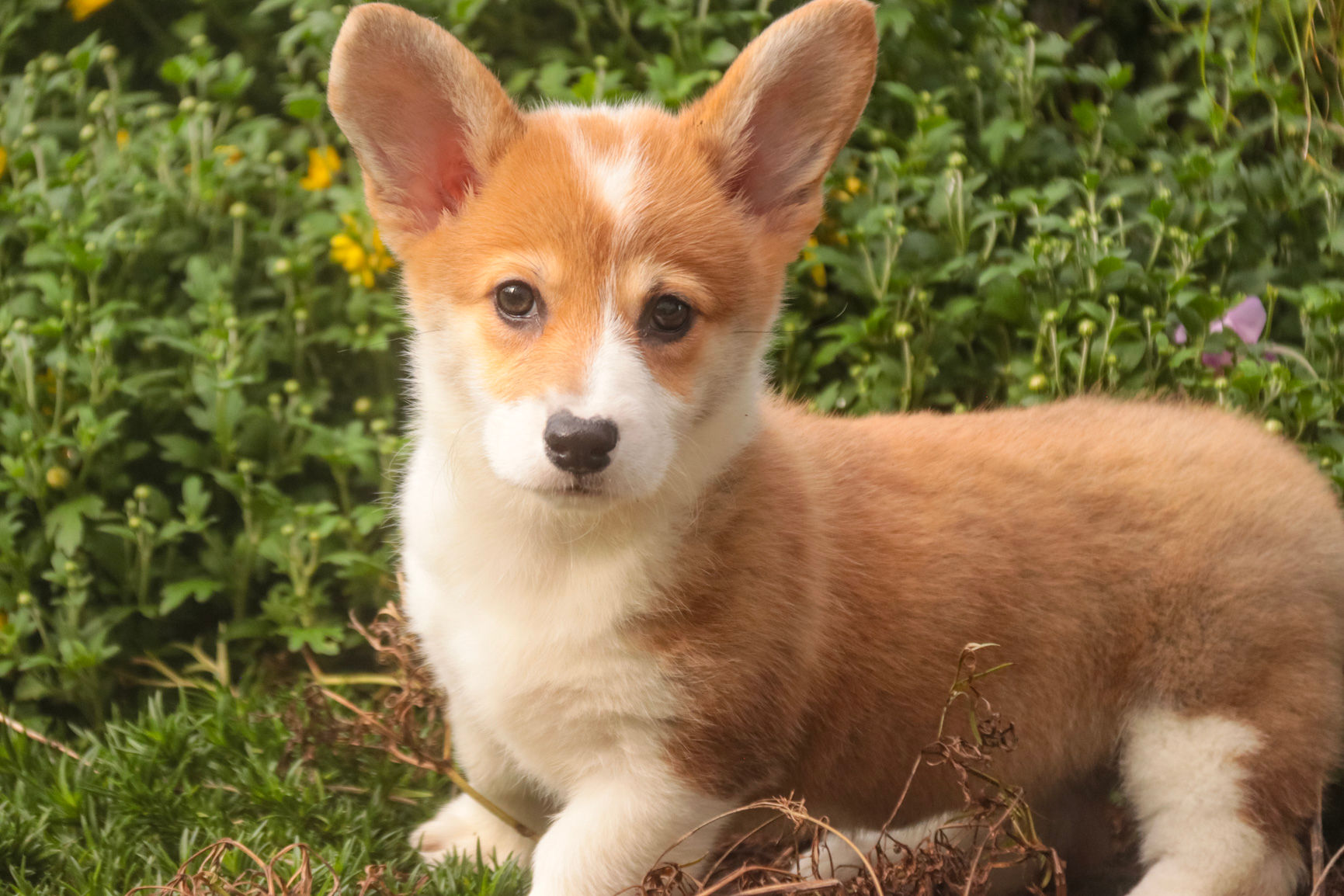Mila-Pembroke Welsh Corgi