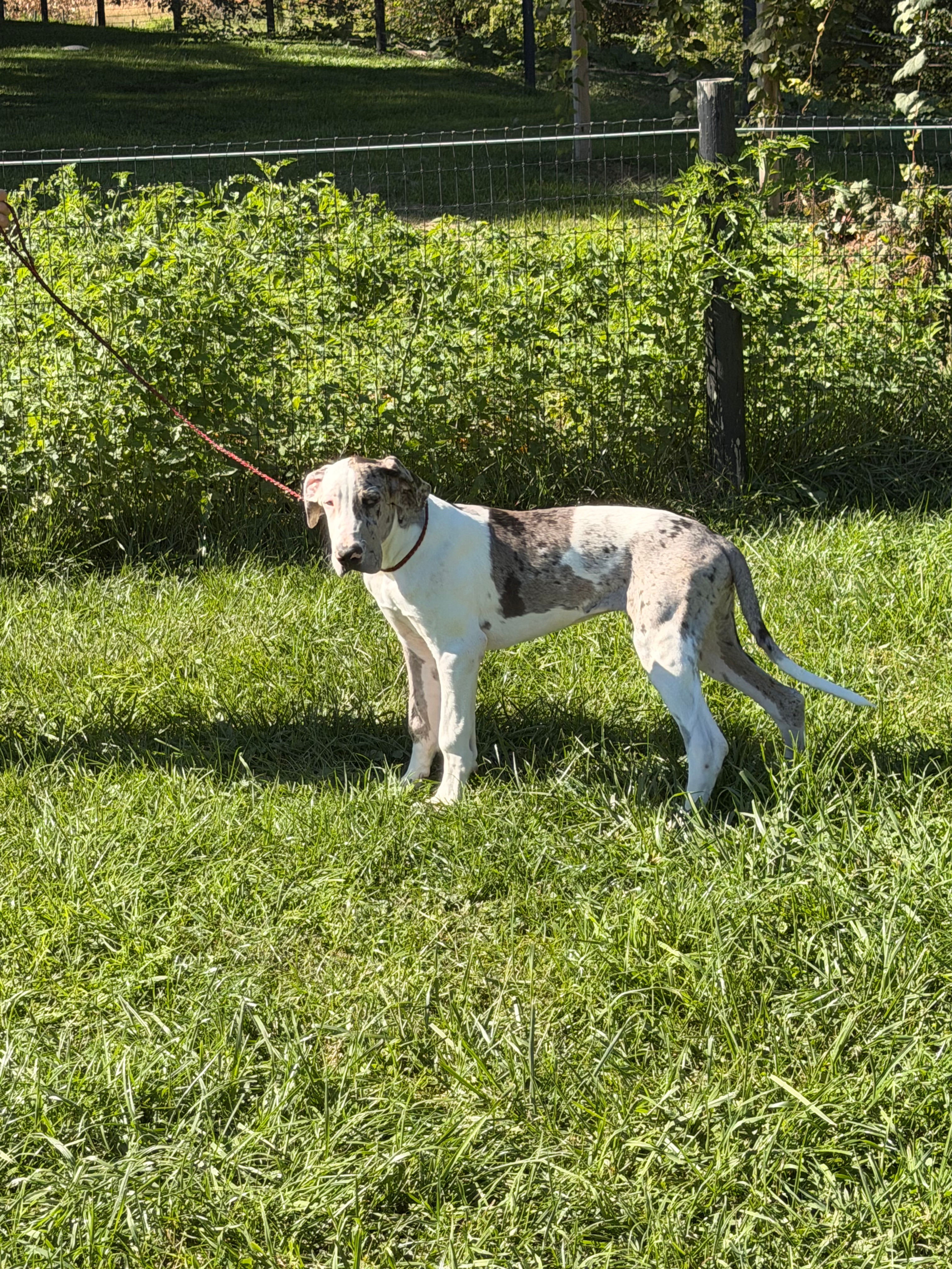 Patches - Great Dane