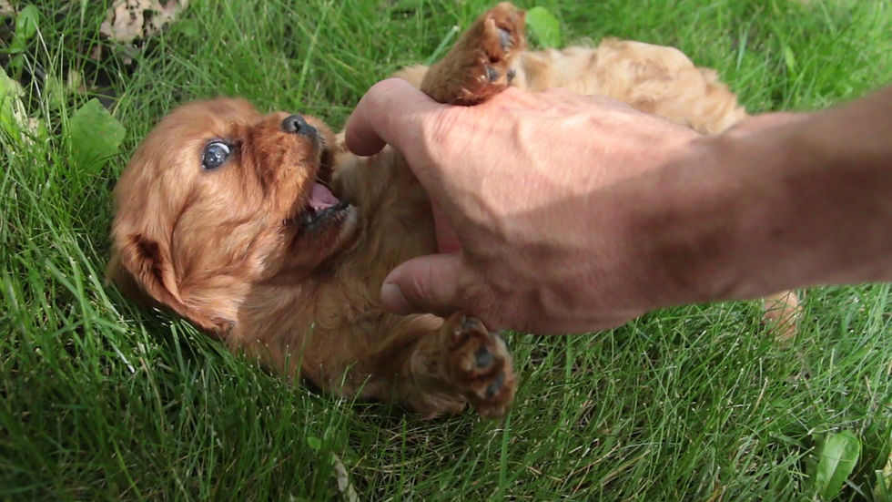 Thumbnail: Gemma - Cavalier King Charles Spaniel