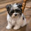 Thumbnail: Tin Tin-Havanese