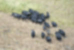 Group of Wild Hogs in Texas