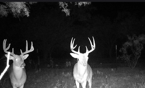 Texas Deer Hunts - Two mature Texas Bucks