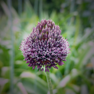 Allium Sphaerocephalon