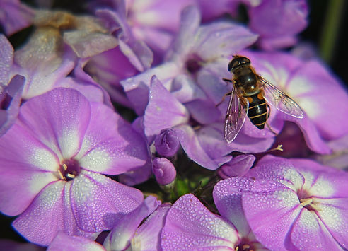 Hoverfly on Phlox
