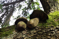 © 2016 by Franck TOUSSAINT