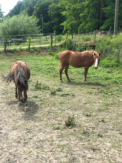 64475575_1328648003955352_86113454205823