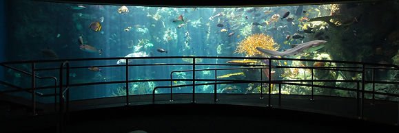 Aquarium-COVID_1865-scaled.jpg