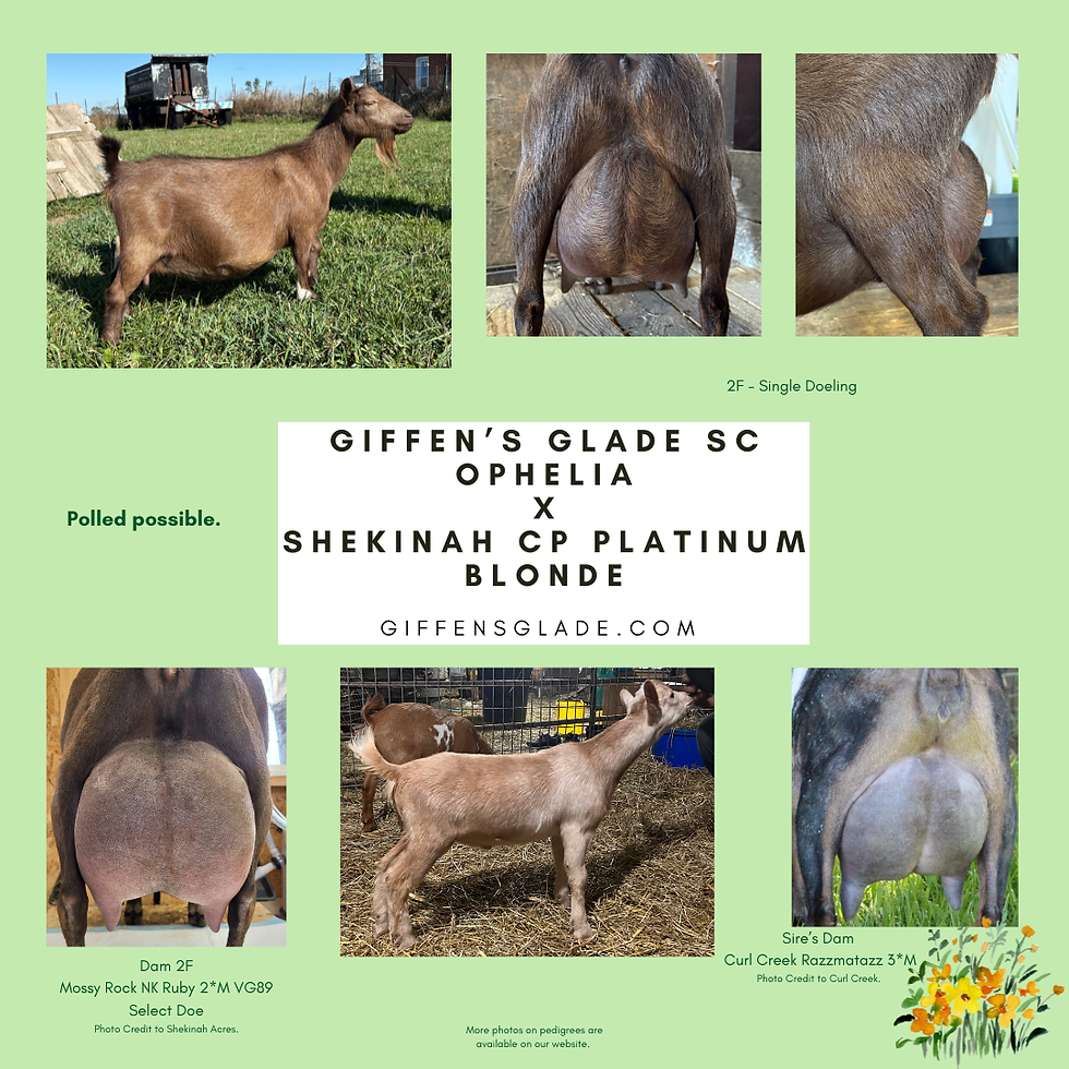 Ophelia x Platinum Blonde