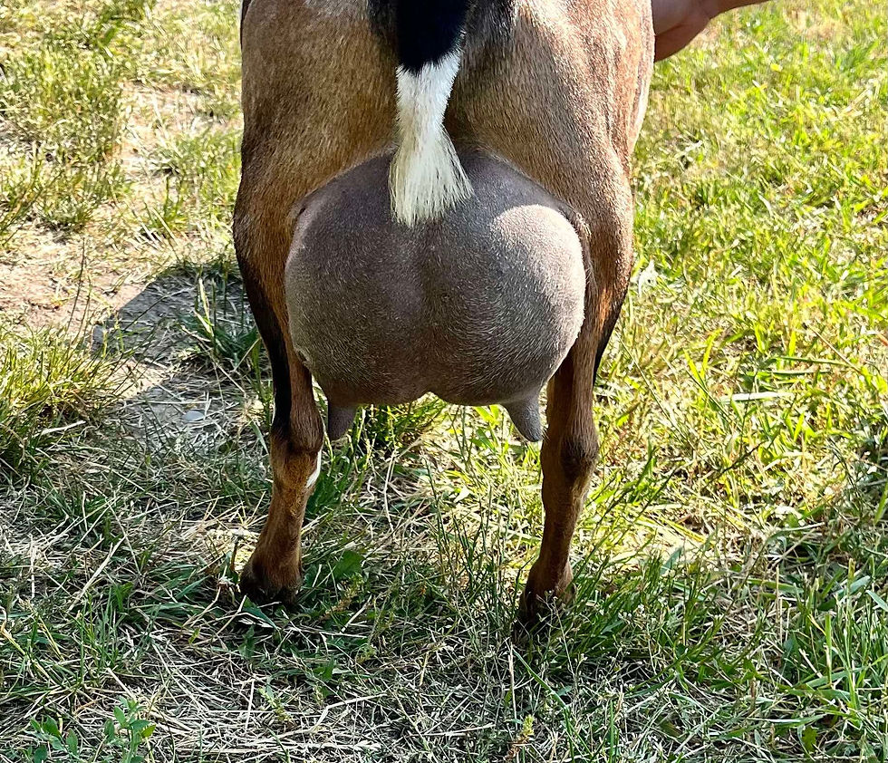 D: Curl Creek YW Hidden Dream (2024 - FF)