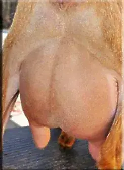 SSD: Old Mountain Farm Nilan Bukit