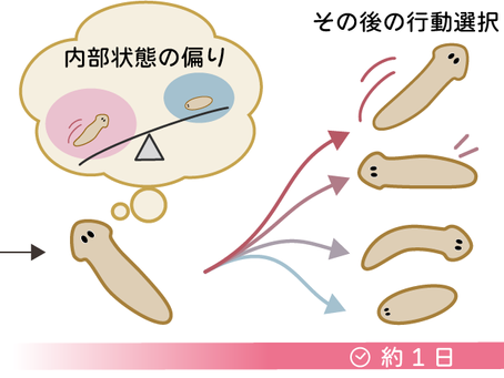 PNAS掲載のお知らせ: 一度の短い刺激が約1日続く内部状態の痕跡を残す