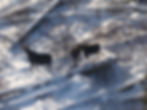 Group of moose in winter