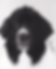 The Newfoundland Dog