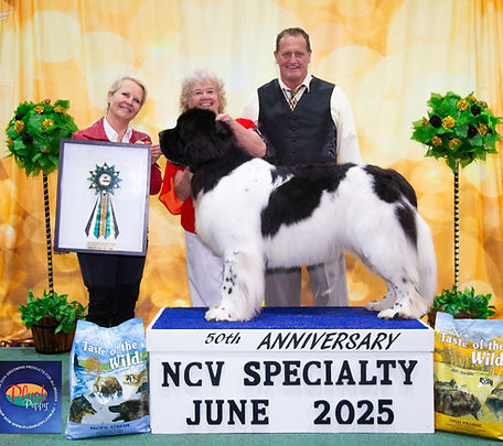 NCV Best Exhibit in Show 2025; Open in Show - Ch Magnewficent Moments Like This