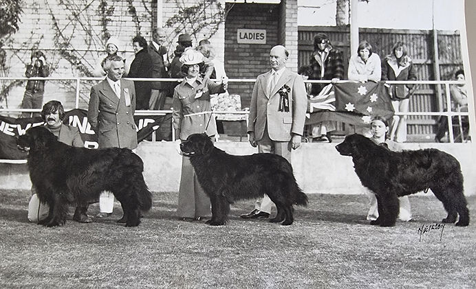 The Newfoundland Club of Victoria First Championship Show 1975