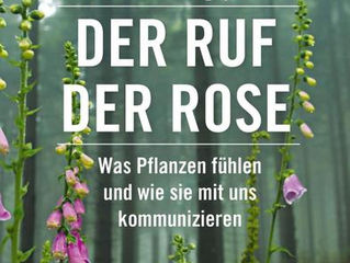 Der Ruf der Rose